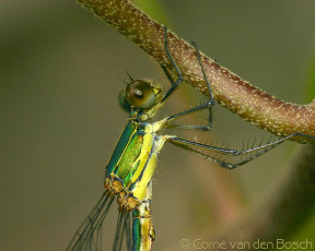 Картинка животные стрекозы