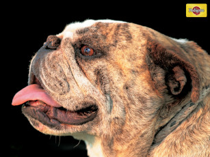 Картинка бренды pedigree