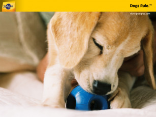 Картинка бренды pedigree