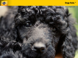 Картинка бренды pedigree