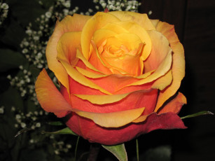 Картинка цветы розы