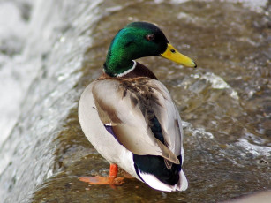 Картинка селезень животные утки