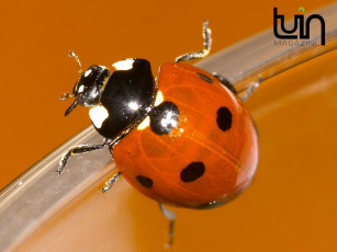 Картинка животные божьи коровки