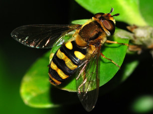 Картинка животные пчелы осы шмели