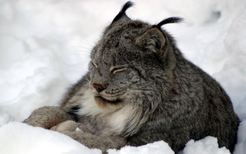 Картинка животные рыси