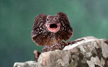 Картинка животные Ящерицы игуаны вараны