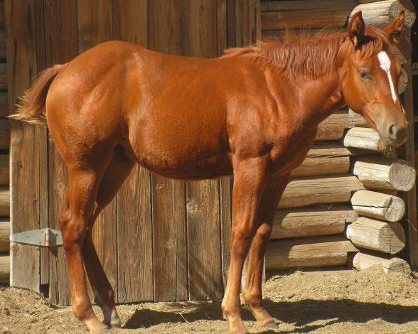 Обои картинки фото животные, лошади