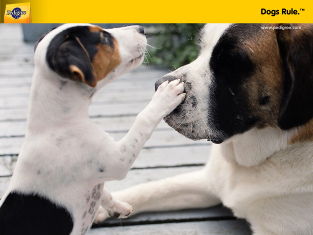 Обои картинки фото бренды, pedigree