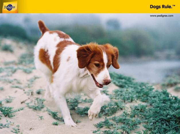 Обои картинки фото бренды, pedigree