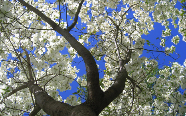 Обои картинки фото природа, деревья