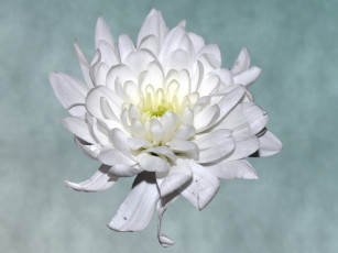 Картинка цветы хризантемы