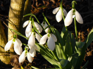 Картинка цветы подснежники белоцветник