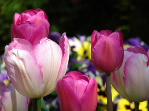 Картинка цветы тюльпаны