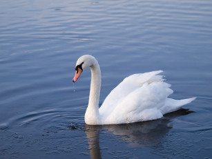 Картинка животные лебеди