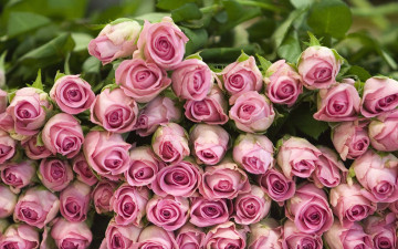 Картинка цветы розы