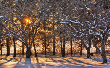 Картинка природа деревья