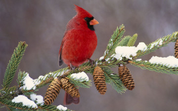 Картинка животные кардиналы