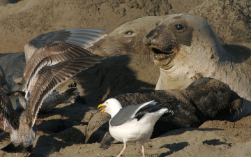 Картинка животные разные вместе