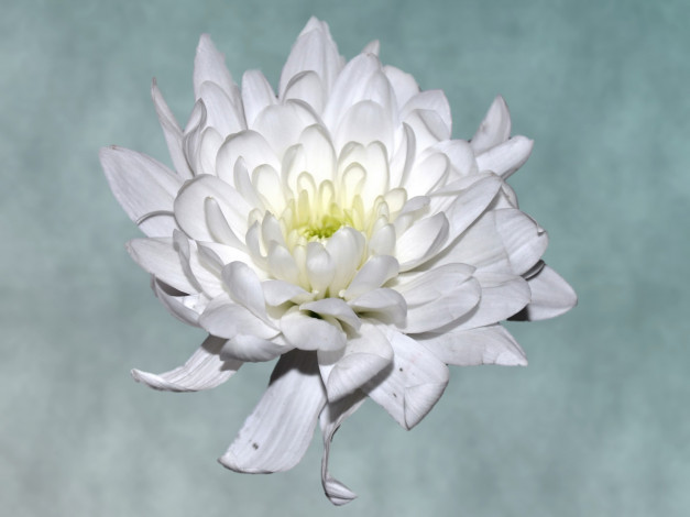 Обои картинки фото цветы, хризантемы