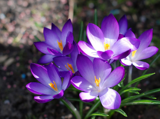 Обои картинки фото цветы, крокусы