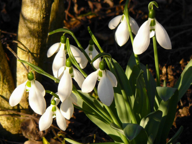Обои картинки фото цветы, подснежники, белоцветник