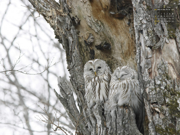 Обои картинки фото календари, животные