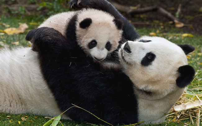 Обои картинки фото животные, панды