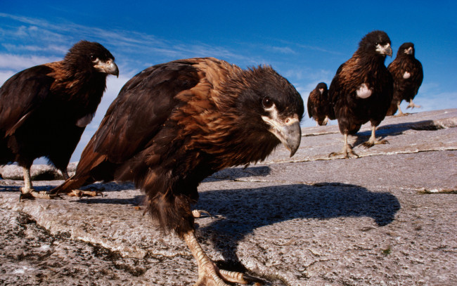 Обои картинки фото животные, птицы, хищники