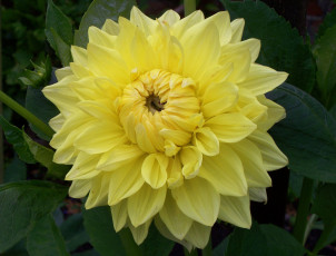 Картинка цветы георгины желтый