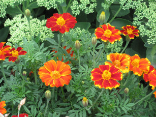 Картинка цветы бархатцы оранжевый