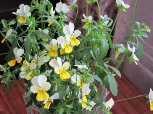 Картинка цветы фиалки лесная фиалка