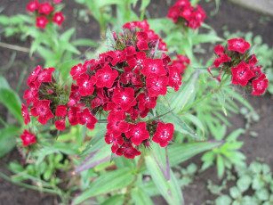 Картинка цветы гвоздики красный