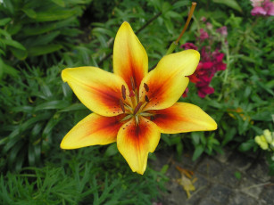 Картинка цветы лилии лилейники желтая лилия