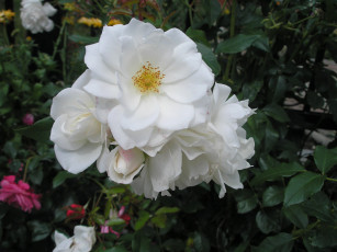 Картинка цветы розы белый