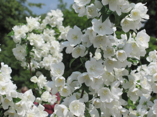 обоя цветы, жасмин, май, весна