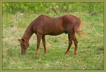 Картинка животные лошади луг