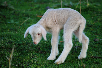 Картинка животные овцы бараны овечка