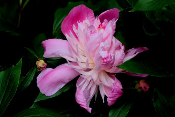 Картинка цветы пионы лепестки