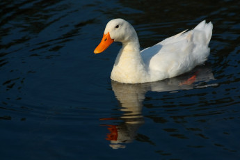 Картинка животные утки вода