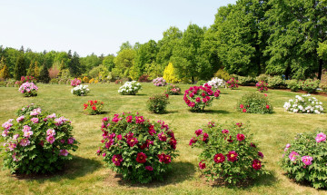 Картинка природа парк пионы кусты