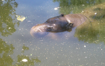 Картинка животные бегемоты вода бегемот