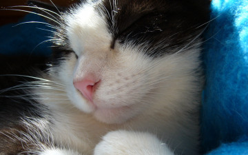 Картинка животные коты крупный план