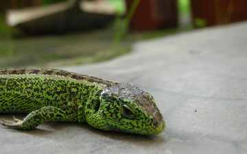 Картинка животные Ящерицы игуаны вараны зеленая ящерица