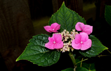 Картинка цветы гортензия листки