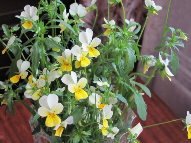 Обои картинки фото цветы, фиалки, лесная, фиалка