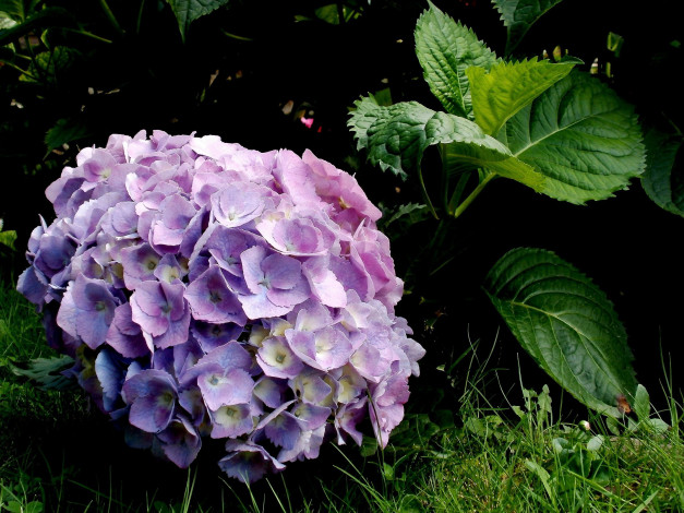 Обои картинки фото цветы, гортензия, нежный, сиреневый