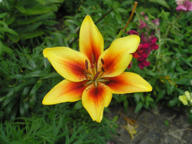 Обои картинки фото цветы, лилии, лилейники, желтая, лилия