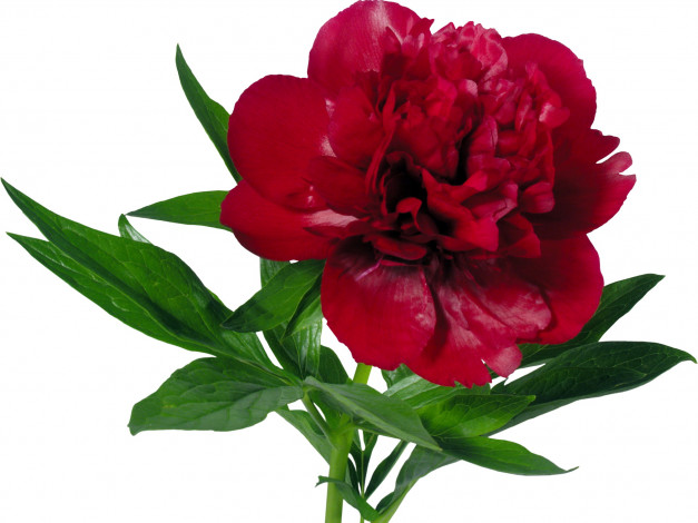 Обои картинки фото цветы, пионы, бордовый