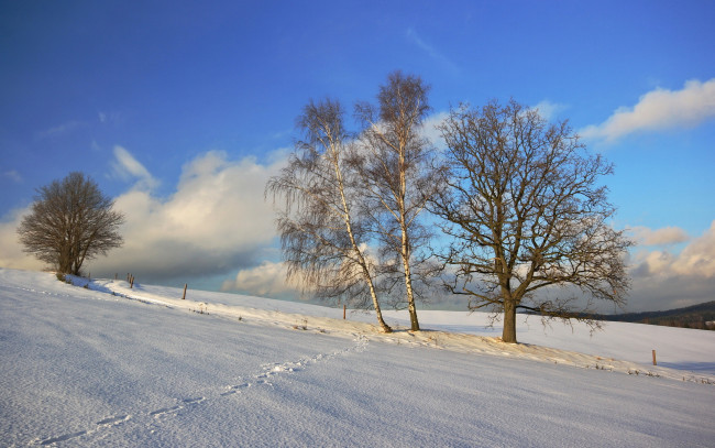 Обои картинки фото природа, зима, снег, деревья, следы