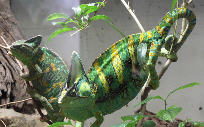 Обои картинки фото животные, хамелеоны, ветки